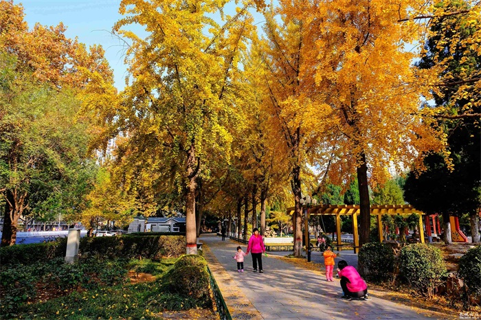 北京公园银杏树