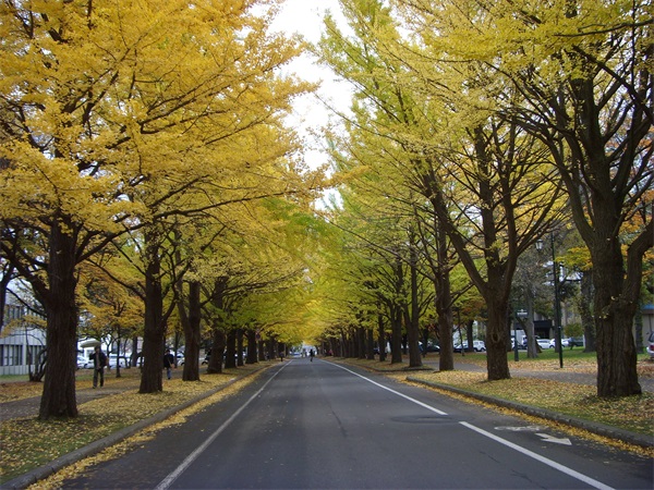 银杏树