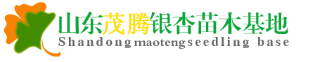 山东茂腾银杏树基地
