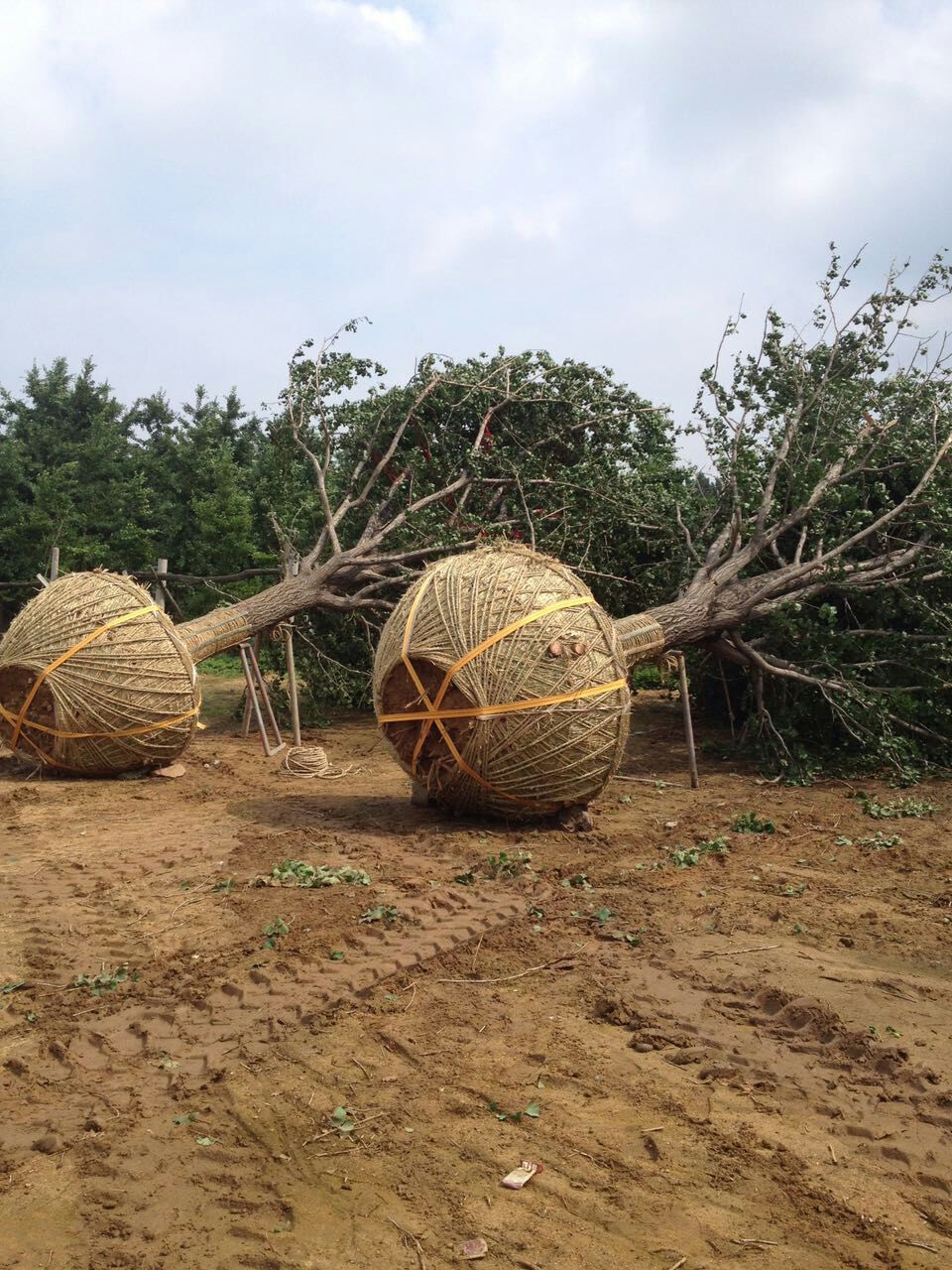 实生银杏树挖树