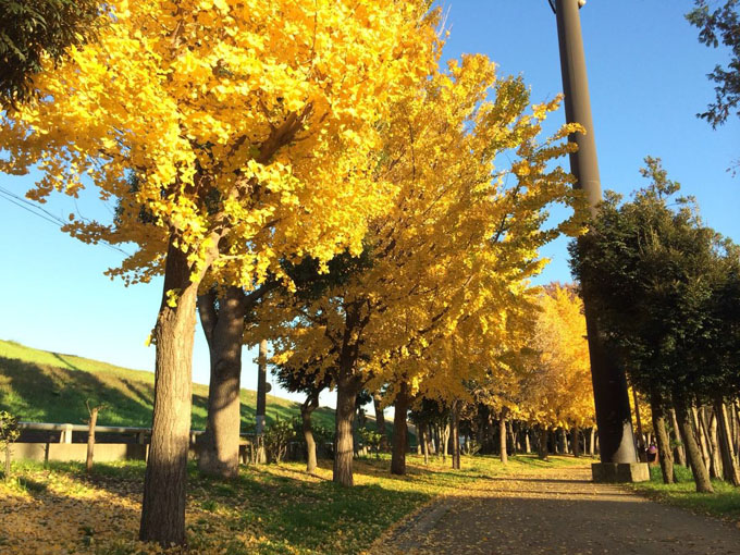 银杏树嫁接定杆高度