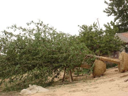 银杏树运输到指定场地
