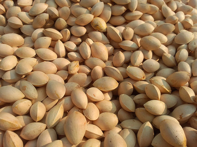 白果的药理作用 古今本草记载