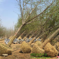 22公分嫁接银杏树